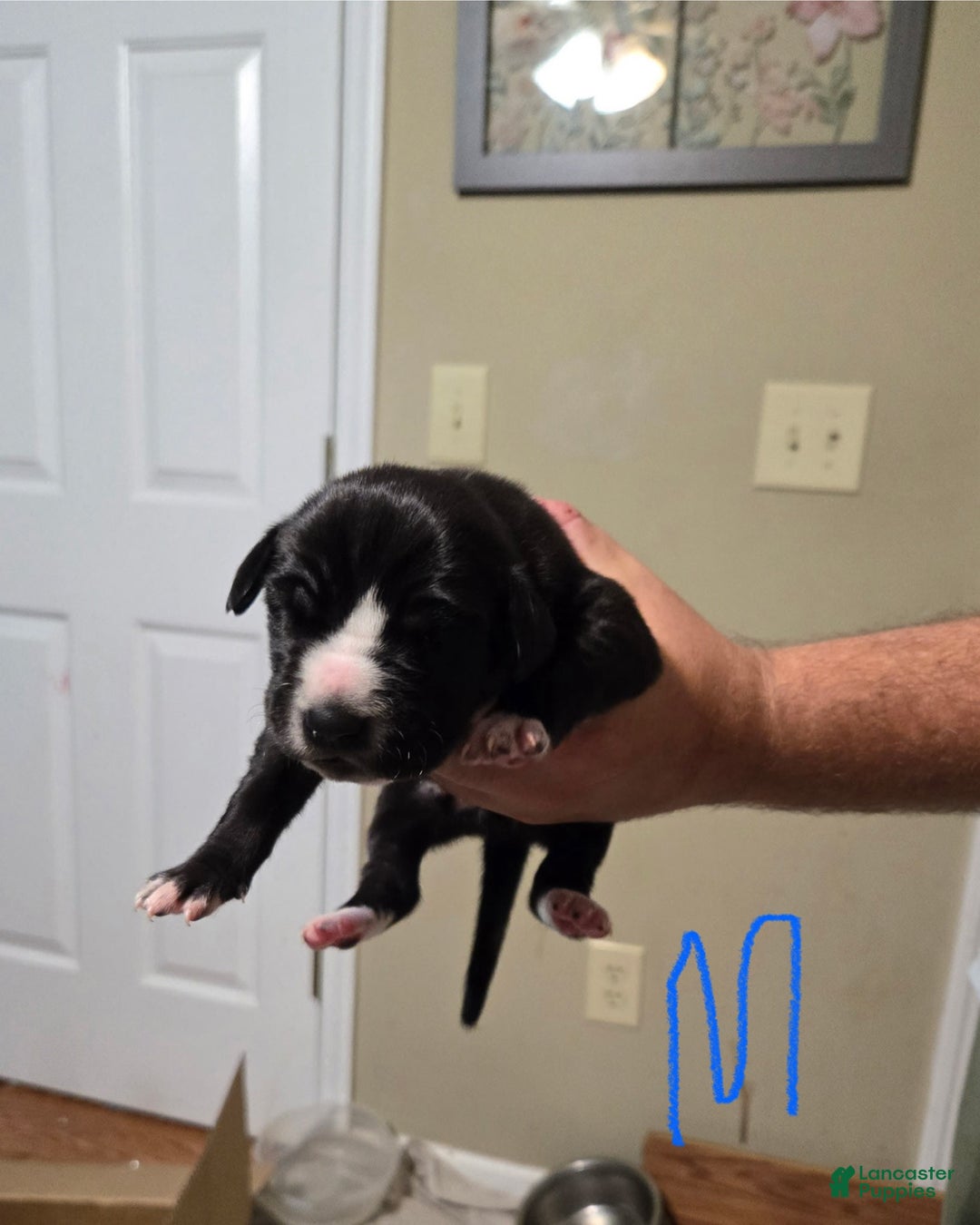 Great Dane dogs for sale: Black Male 3 - Image 1