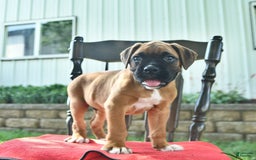 Boxer dogs for sale: Frederick - Image 9