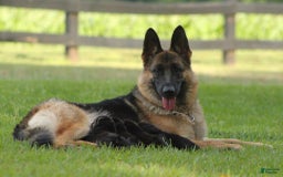 German Shepherd dogs for sale: Hazel - Image 15
