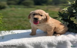 Golden Retriever dogs for sale: Missy - Image 3