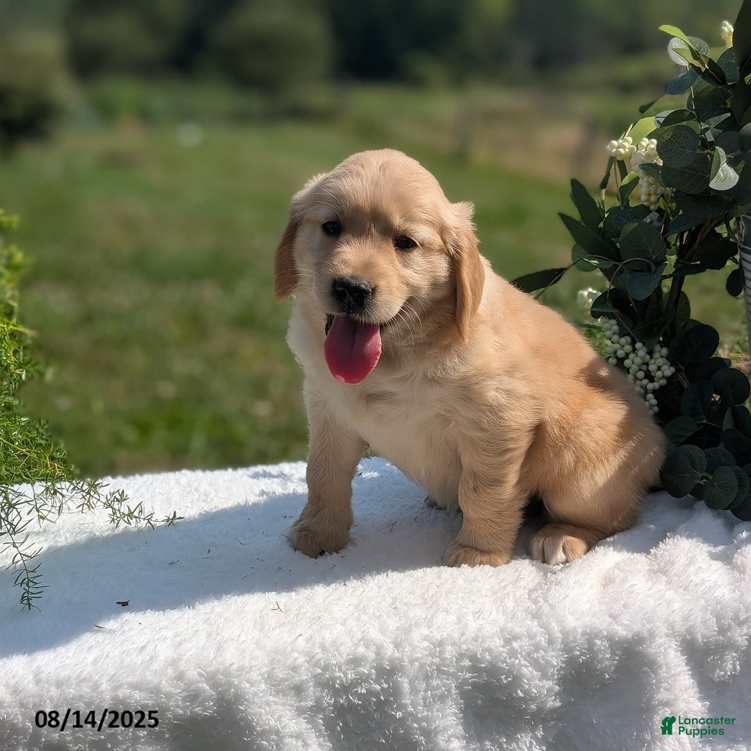 Golden Retriever dogs for sale: Missy - Image 3
