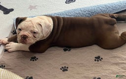 Olde English Bulldogge dogs for sale: Mien - Image 1