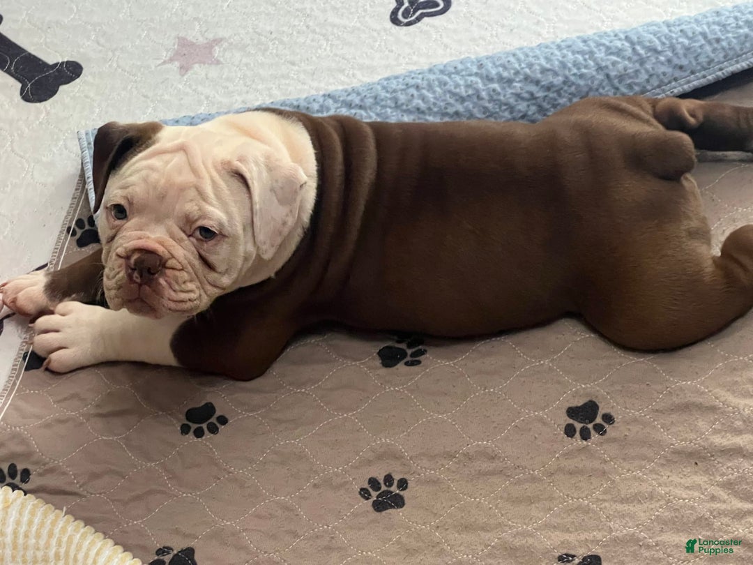 Olde English Bulldogge dogs for sale: Mien - Image 1