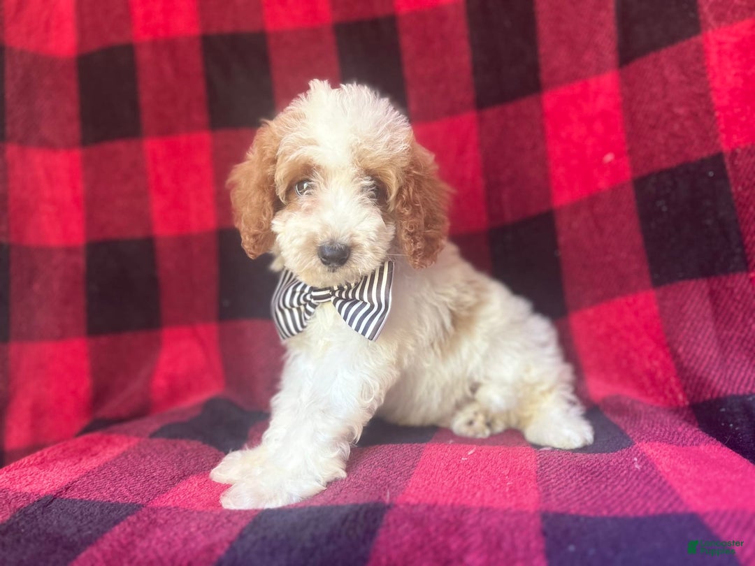 Cavapoo dogs for sale: Jammer - Image 1