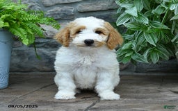 Bernedoodle dogs for sale: Bernedoodle 8 puppies - Image 9