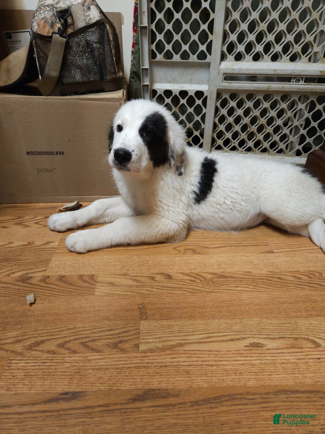 Great Pyrenees dogs for sale: Amie - Image 4