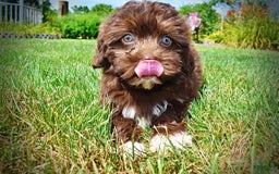 Havapoo dogs for sale: Classy - Image 3