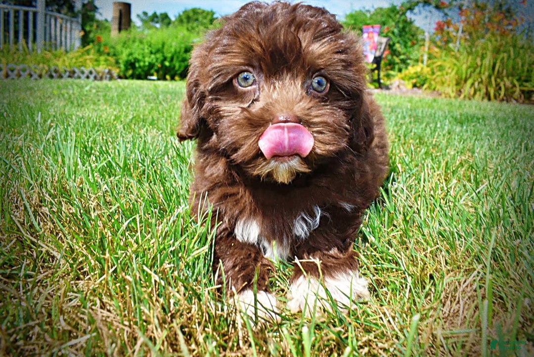 Havapoo dogs for sale: Classy - Image 3