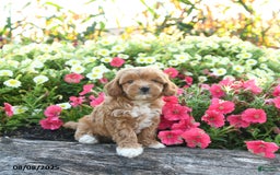 Havapoo dogs for sale: Tessa - Image 1