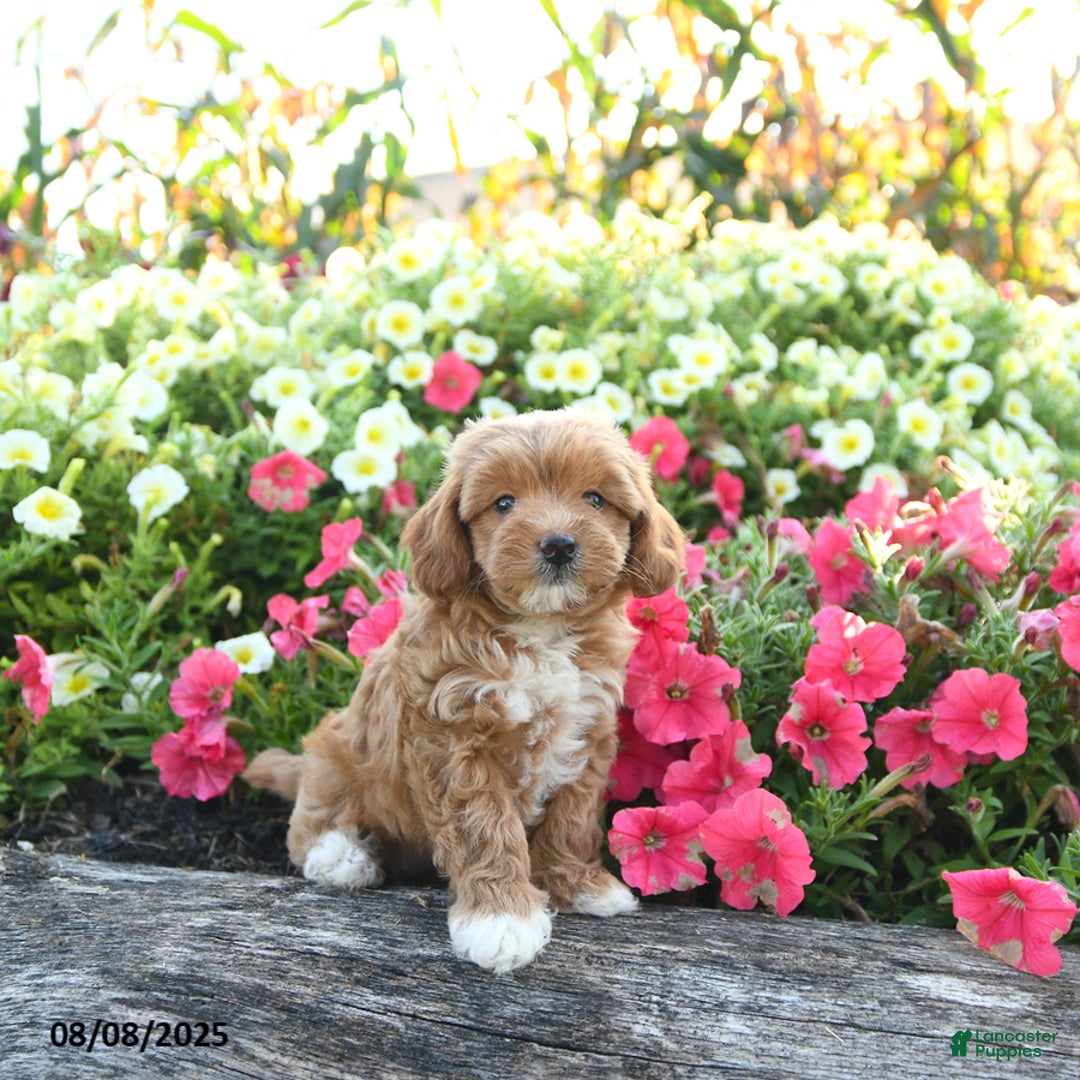 Havapoo dogs for sale: Tessa - Image 1