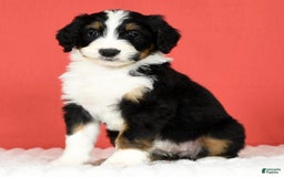 Bernedoodle dogs for sale: Lola - Image 4