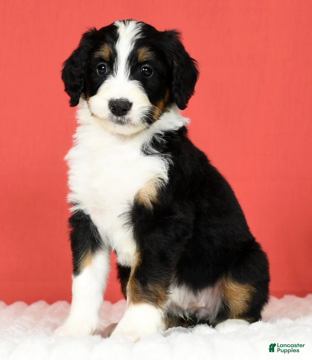 Bernedoodle dogs for sale: Lola - Image 4