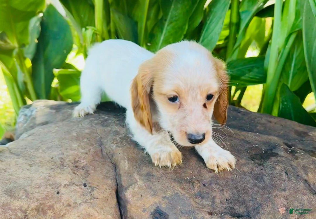 Miniature Dachshund dogs for sale: Lemon Drop - Image 5