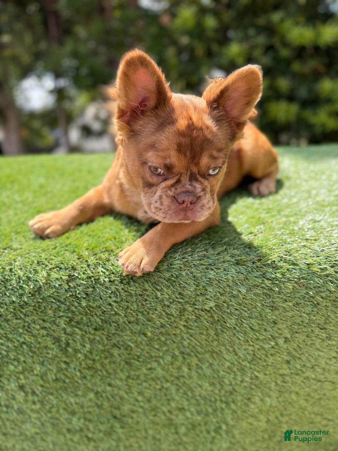 French Bulldog dogs for sale: Birkin - Image 10