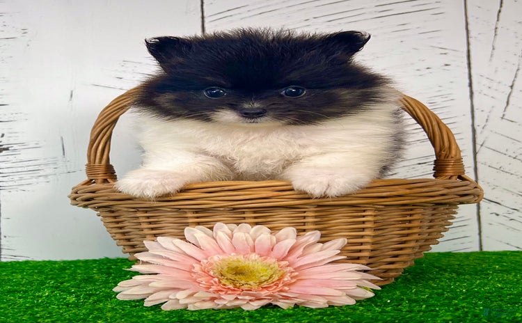 Pomeranian dogs - Advert 22