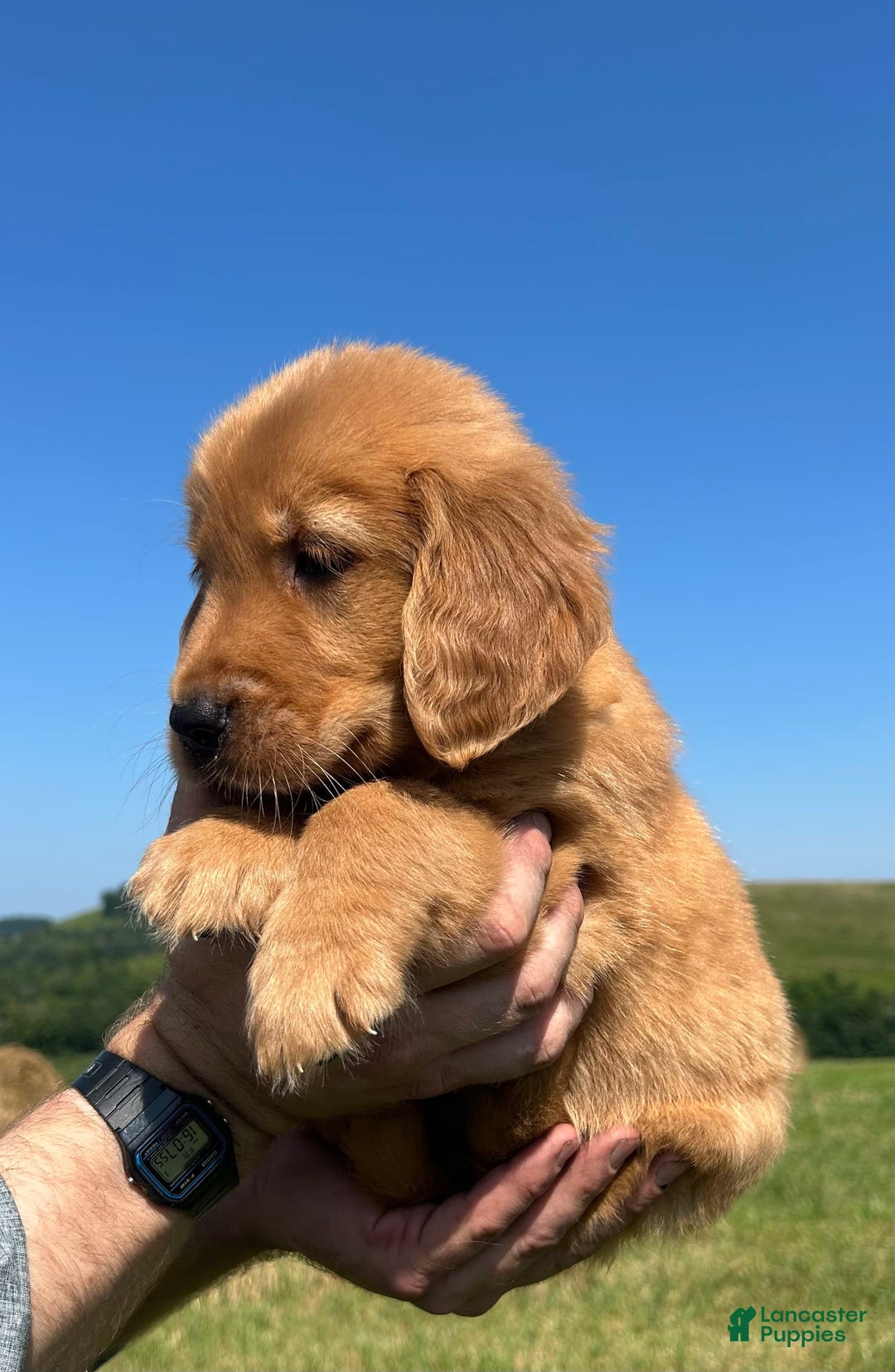 Golden Retriever dogs for sale: Copper - Image 10