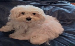 Morkie dogs for sale: Leo - Image 21