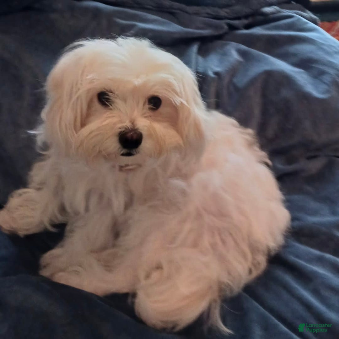Morkie dogs for sale: Leo - Image 21