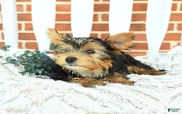 Yorkshire Terrier dogs for sale: Bingo - Image 4