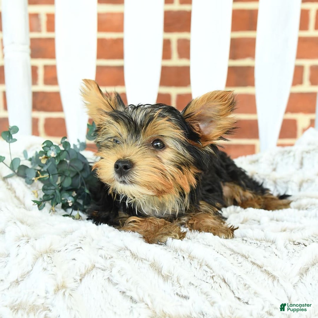 Yorkshire Terrier dogs for sale: Bingo - Image 4