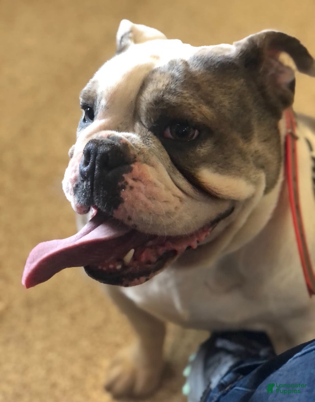 English Bulldog dogs for sale: Breezy - Image 5