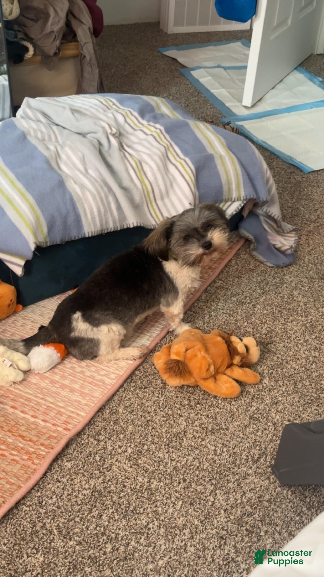 Shih Tzu dogs for sale: Francis - Image 2