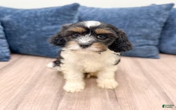 Cavapoo dogs for sale: Max - Image 1