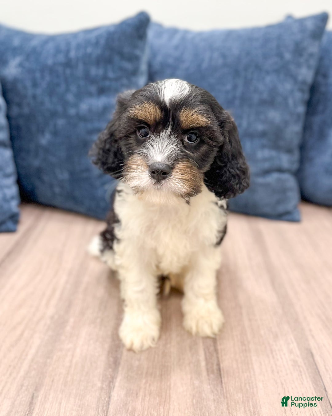 Cavapoo dogs for sale: Max - Image 1