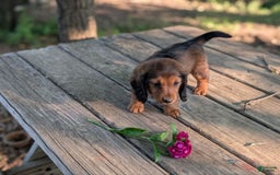 Dachshund dogs for sale: Evie - Image 11
