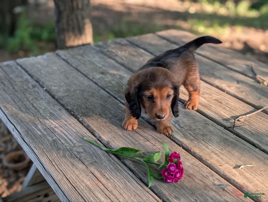 Dachshund dogs for sale: Evie - Image 11