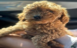 Cockapoo dogs for sale: Koko - Image 3