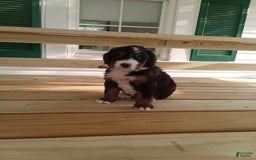 Bernedoodle dogs for sale: Addie - Image 2