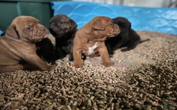 Olde English Bulldogge dogs for sale: Keni - Image 5