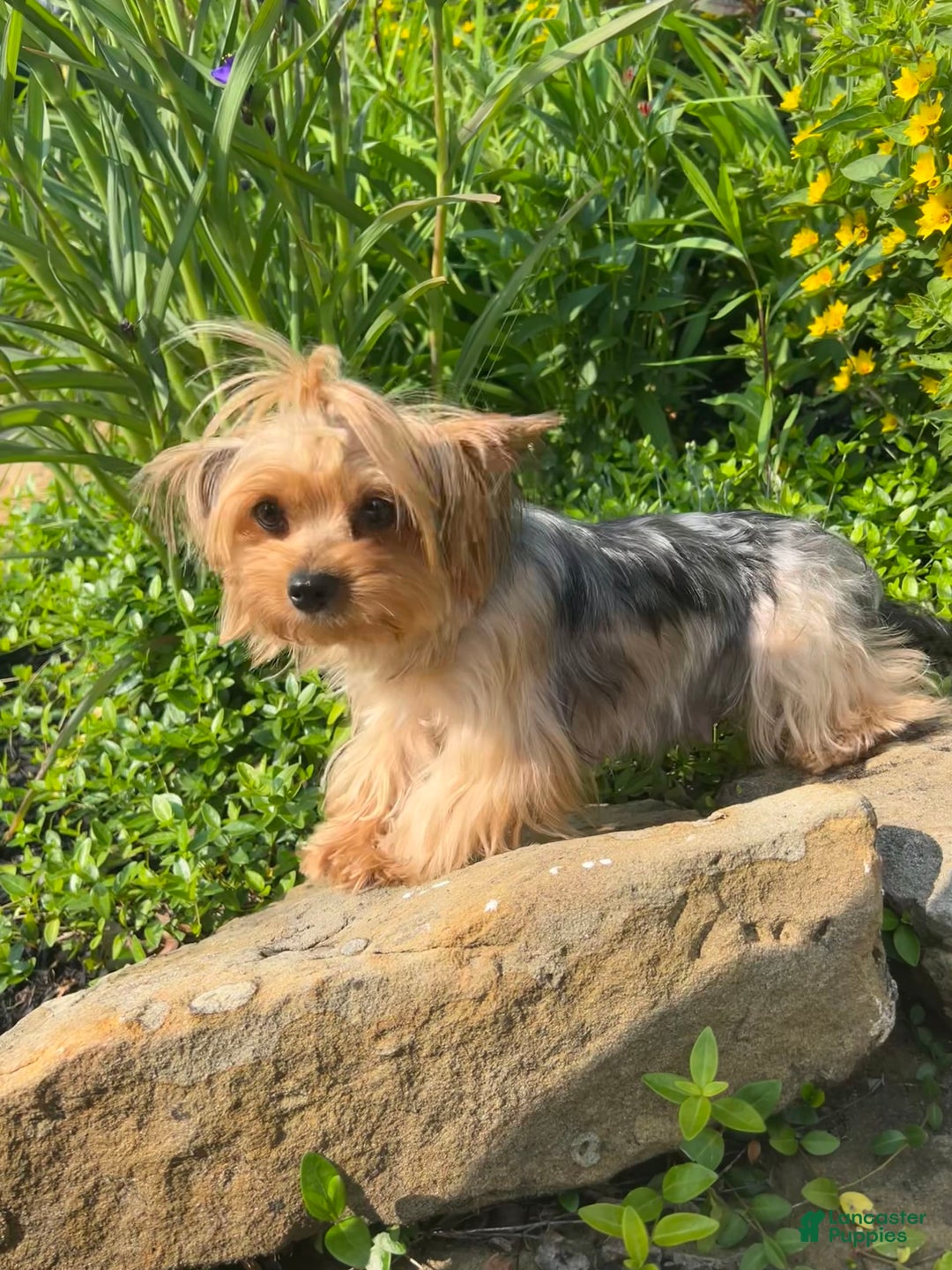 Yorkshire Terrier dogs for sale: Bo - Image 11