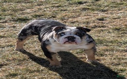 English Bulldog dogs for sale: Lexi - Image 10