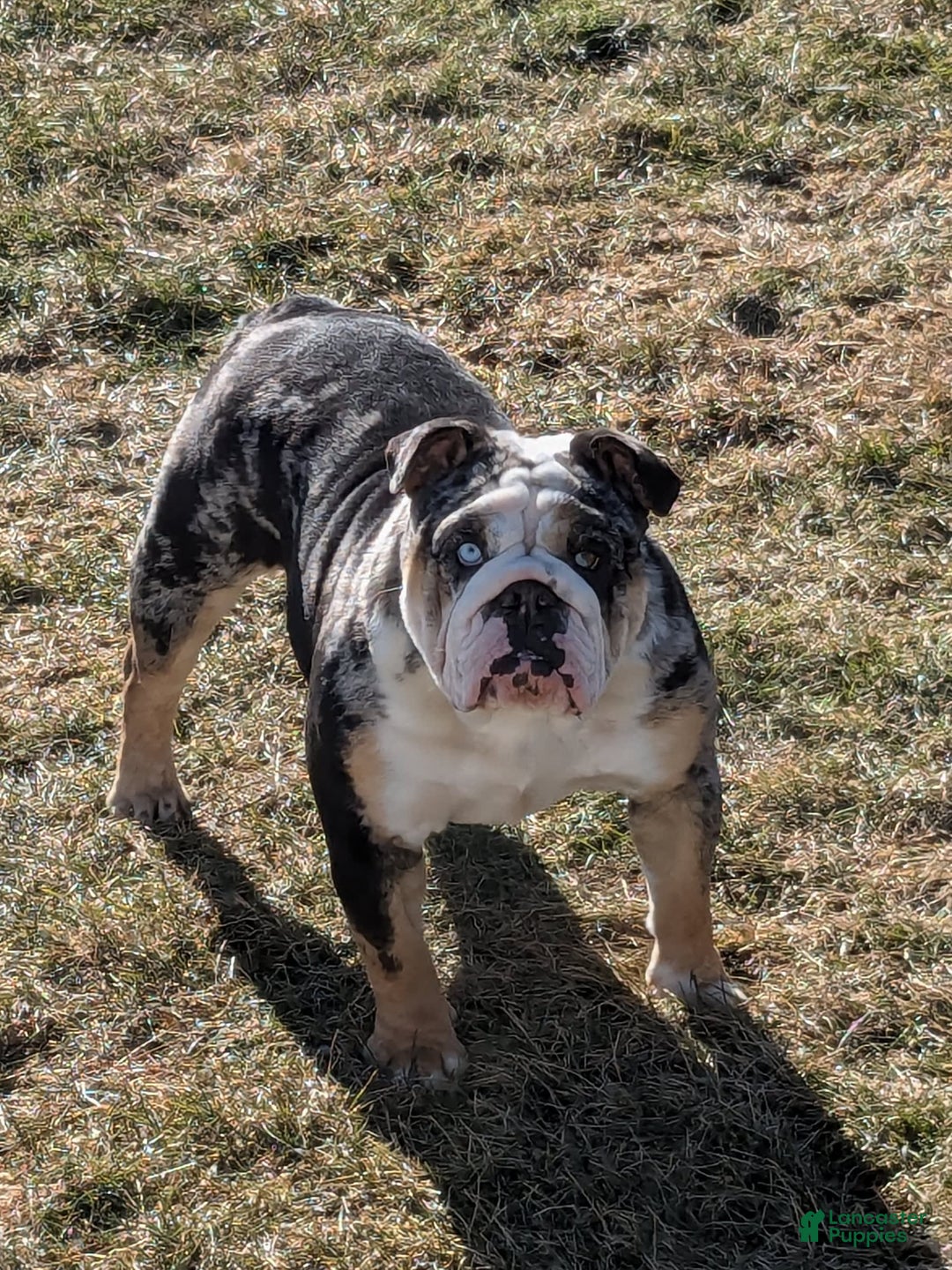 English Bulldog dogs for sale: Lexi - Image 10
