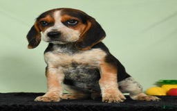 Beagle dogs for sale: Rascal - Image 9
