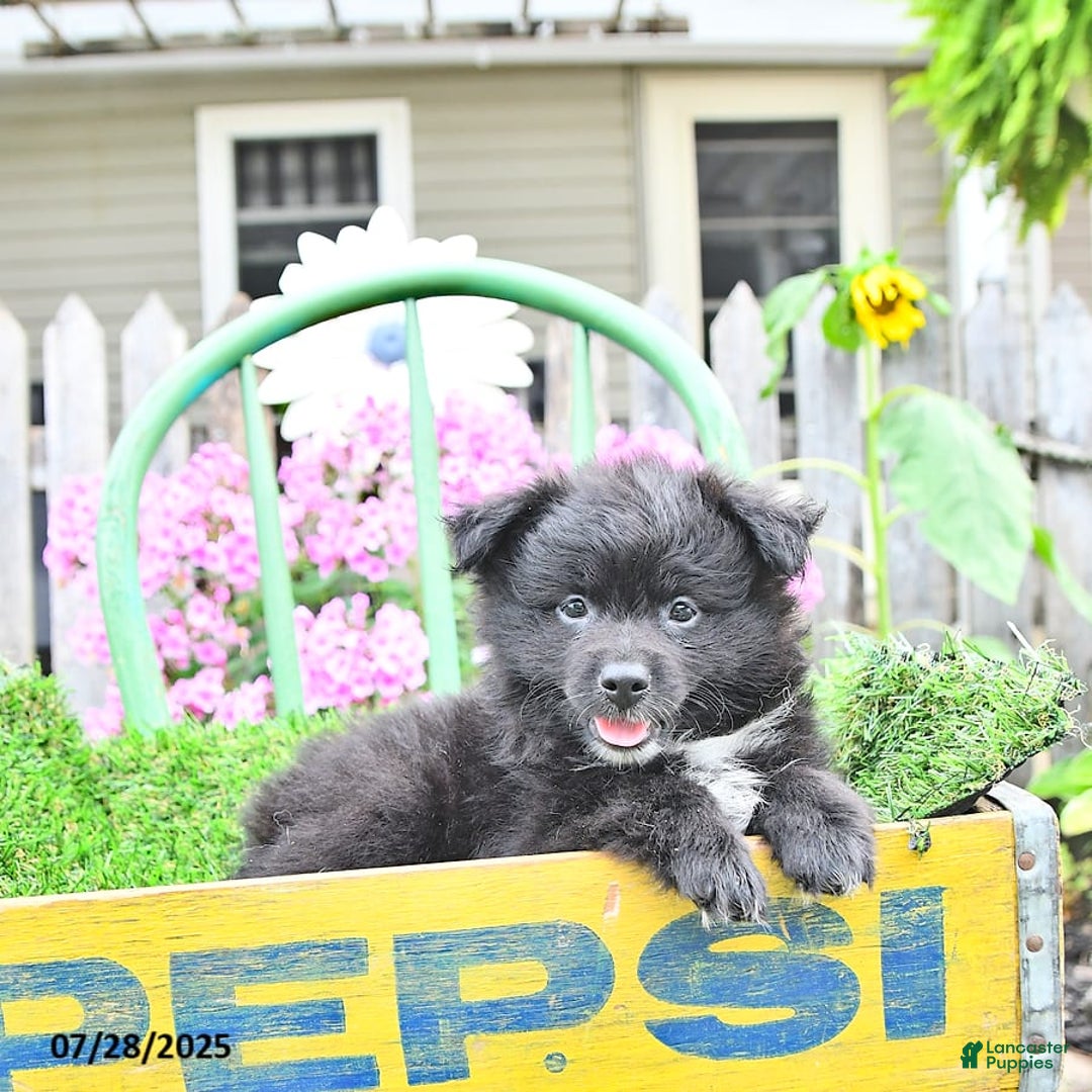 Pomeranian dogs for sale: Andre - Image 5