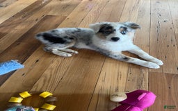 Australian Shepherd dogs for sale: Jojo - Image 1
