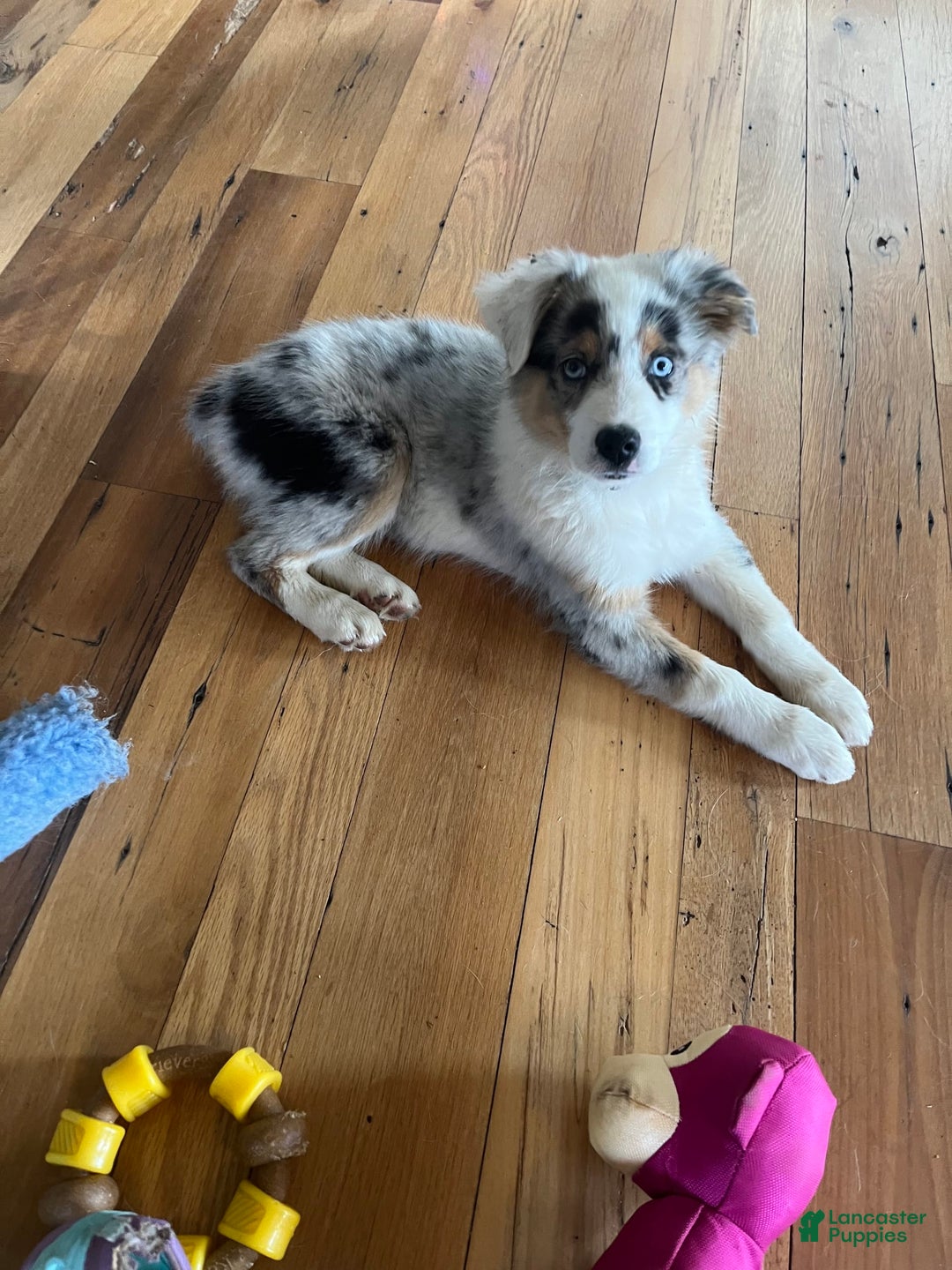 Australian Shepherd dogs for sale: Jojo - Image 1