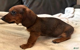 Miniature Dachshund dogs for sale: Blue - Image 2