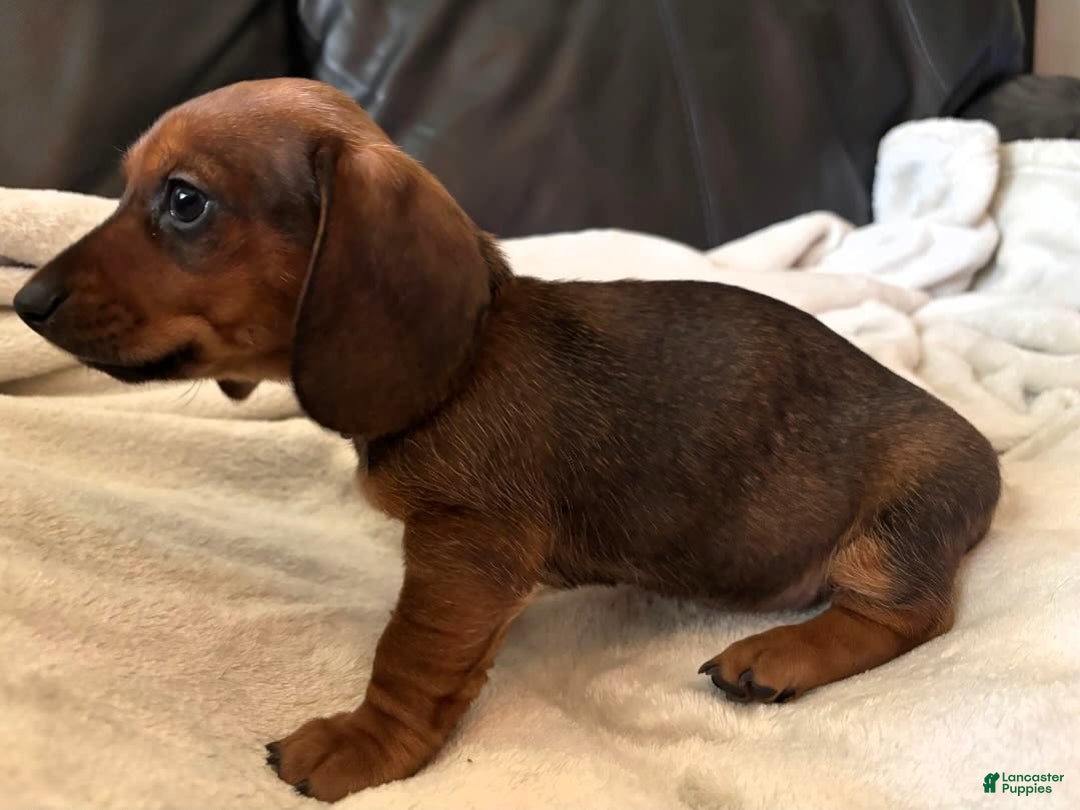 Miniature Dachshund dogs for sale: Blue - Image 2