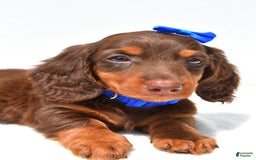 Miniature Dachshund dogs for sale: Lucky - Image 3