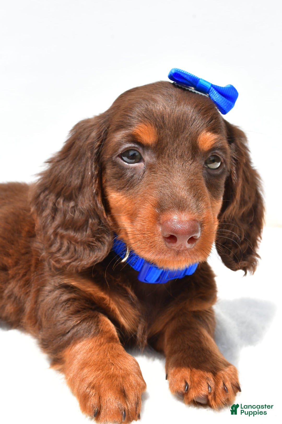 Miniature Dachshund dogs for sale: Lucky - Image 3