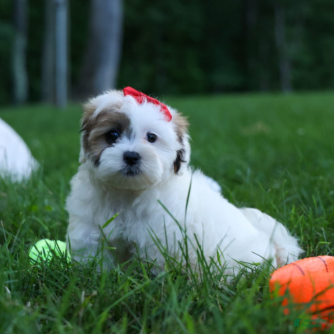 Shihpoo dogs for sale: Sage - Image 8