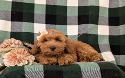 Cockapoo dogs for sale: Egypt - Image 12