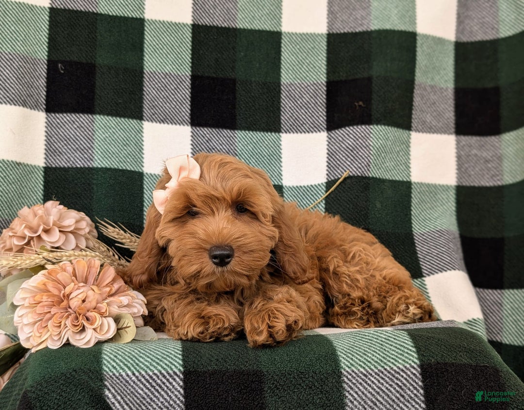 Cockapoo dogs for sale: Egypt - Image 12