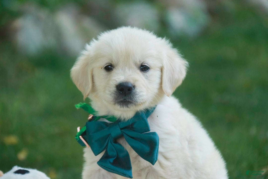 Golden Retriever dogs for sale: Tawny - Image 20