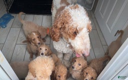 Goldendoodle dogs for sale: Baby Blue - Image 1