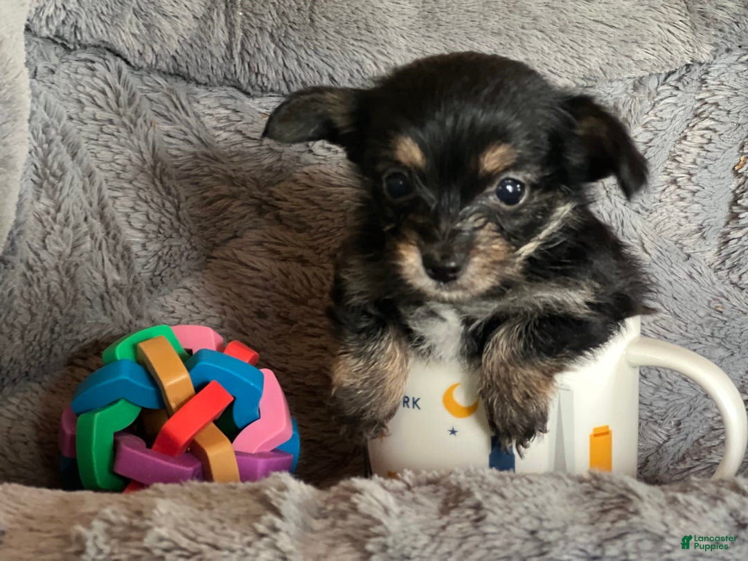Biewer Terrier dogs for sale: Maggie - Image 2